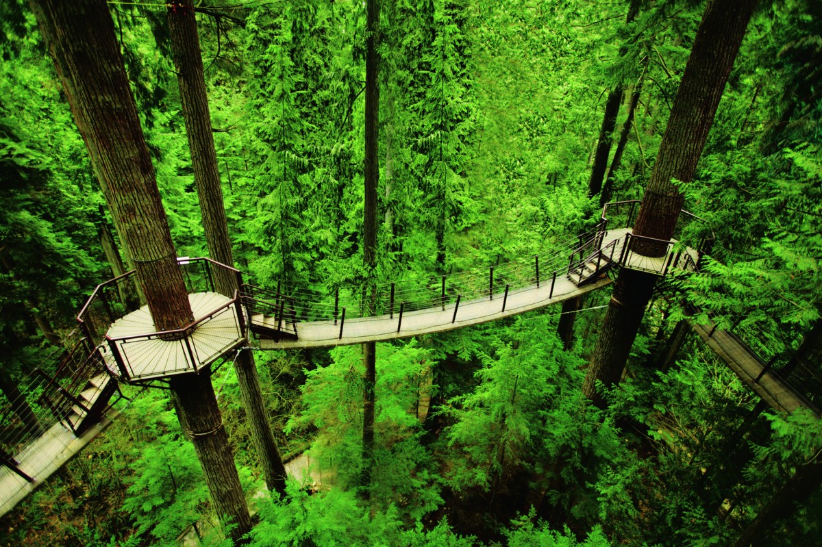 a-complete-guide-to-capilano-suspension-bridge-park-in-vancouver